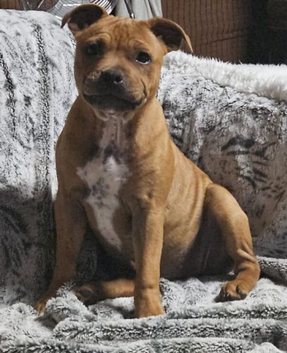li-meilleur-breeding-female1