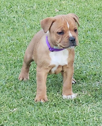 li-meilleur-staffordshire-puppy2