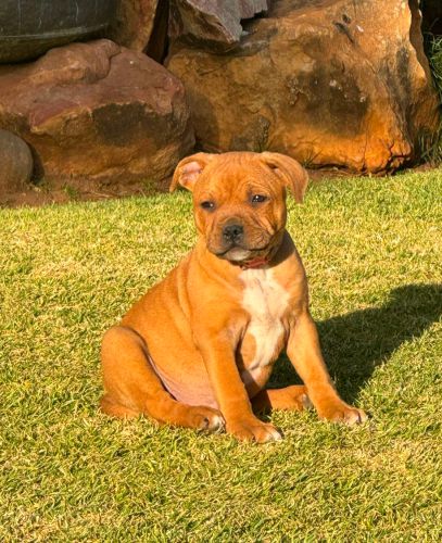 li-meilleur-staffordshire-puppy3