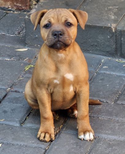 li-meilleur-staffordshire-puppy4