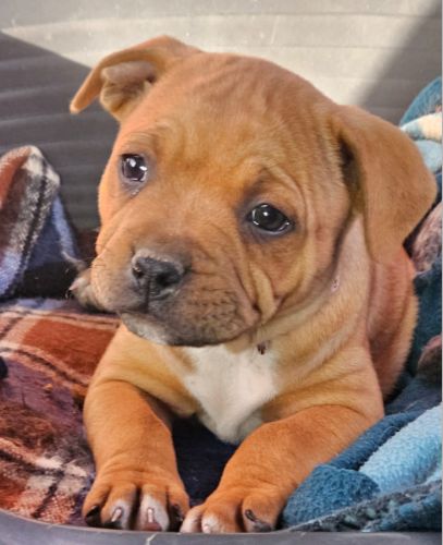 li-meilleur-staffordshire-puppy5