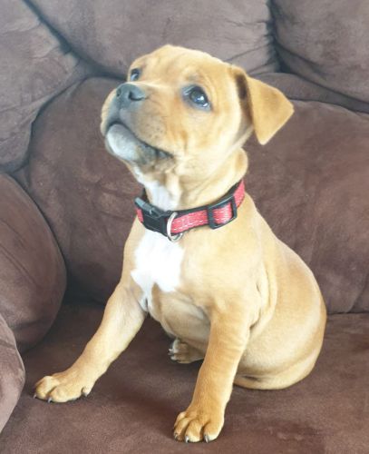 li-meilleur-staffordshire-puppy6